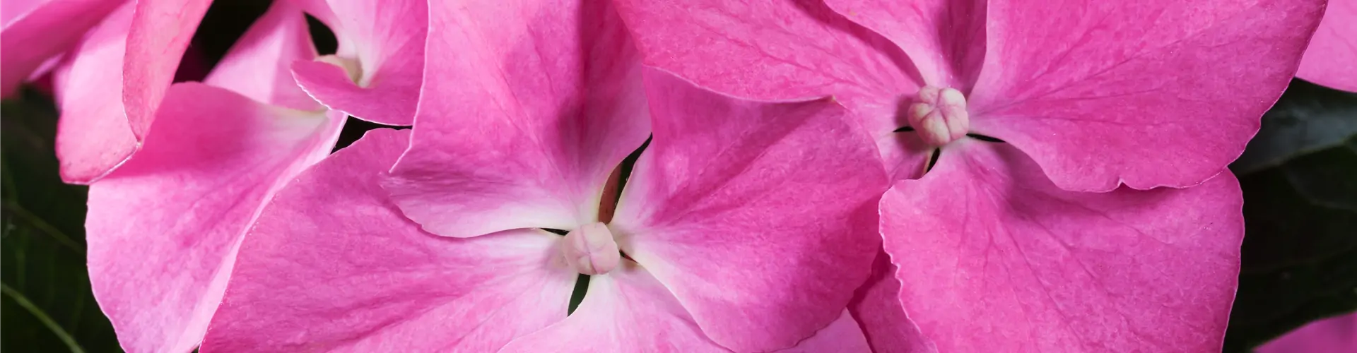 Hydrangea macrophylla, rosa Tellerblüten