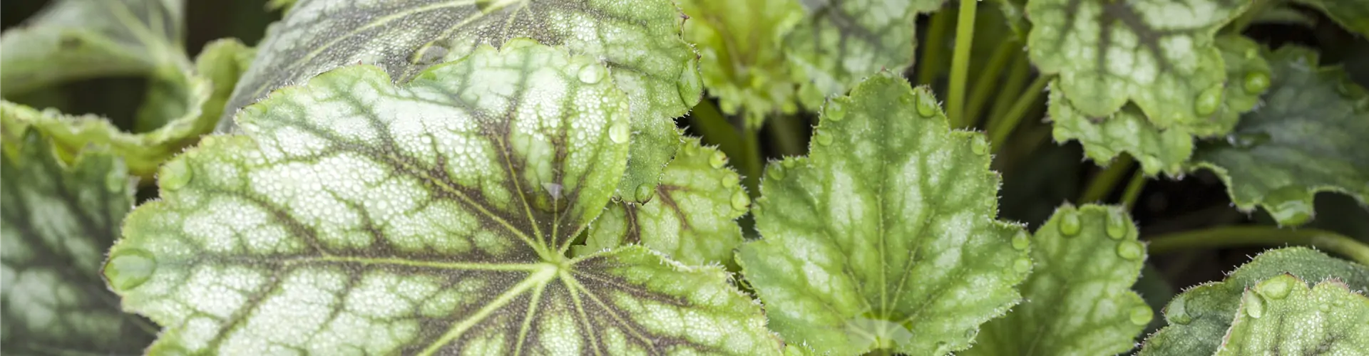 Heuchera