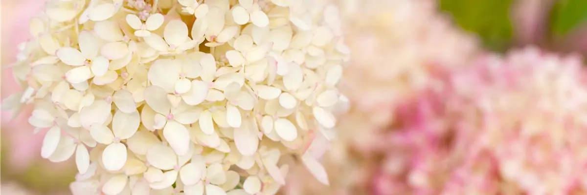 Hydrangea arborescens Hydrangea arborescens