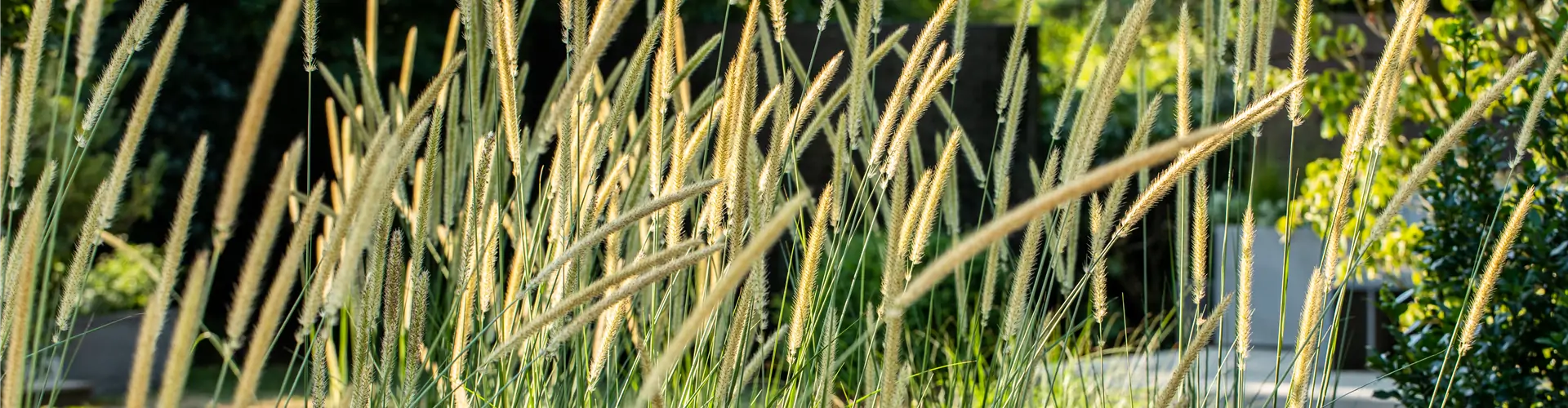 Pennisetum macrourum 'Tail Feather'