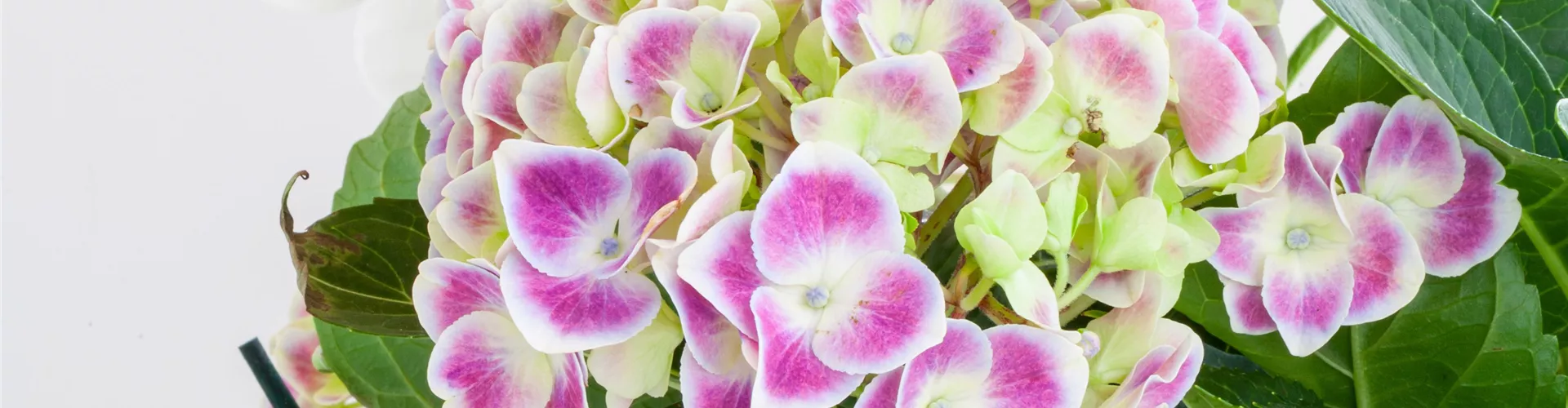 Hydrangea macrophylla, zweifarbig