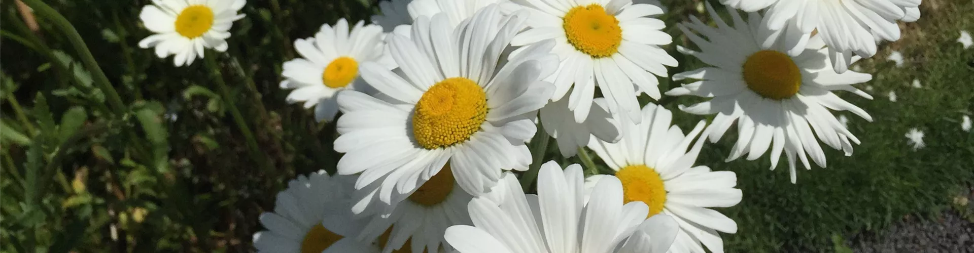 SOMMERMARGERITE