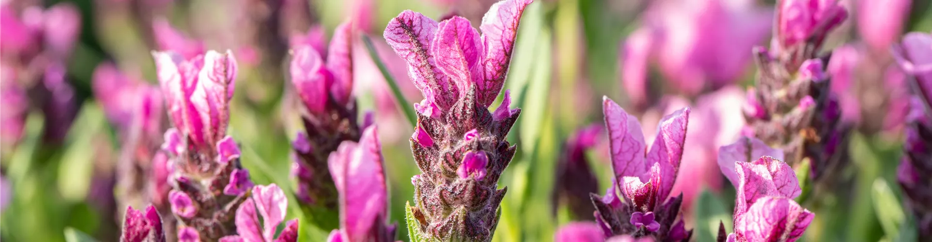 Lavandula stoechas 'Papillon'