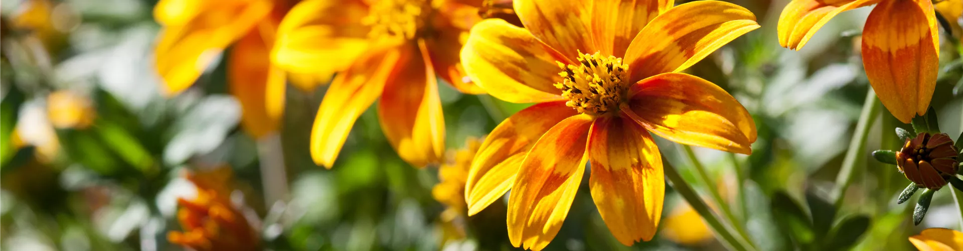 Bidens ferulifolia Bidy
