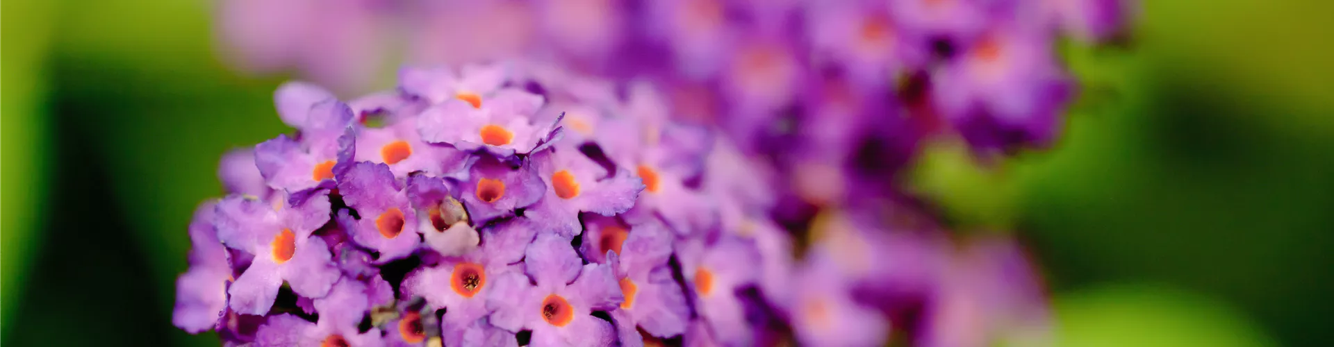 Buddleja davidii