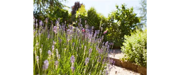 PFLANZE DES MONATS JUNI: LAVENDEL