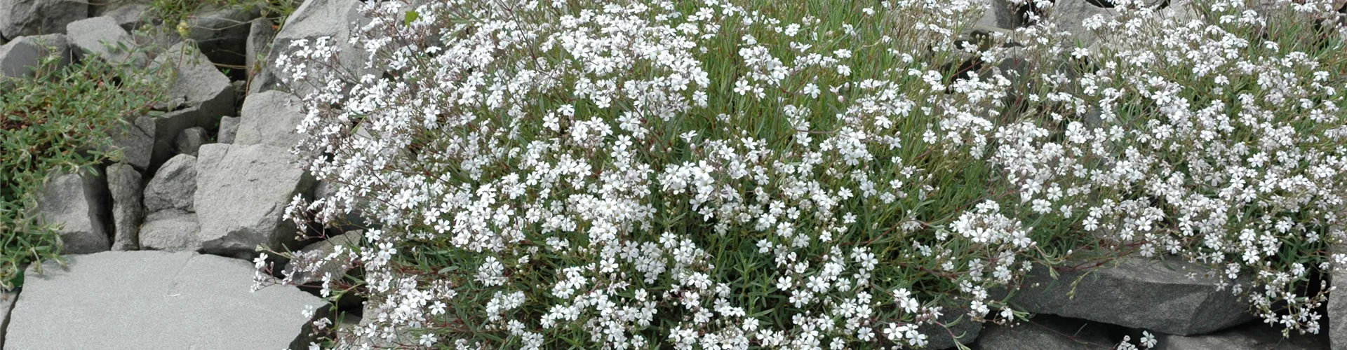 Gypsophila paniculata