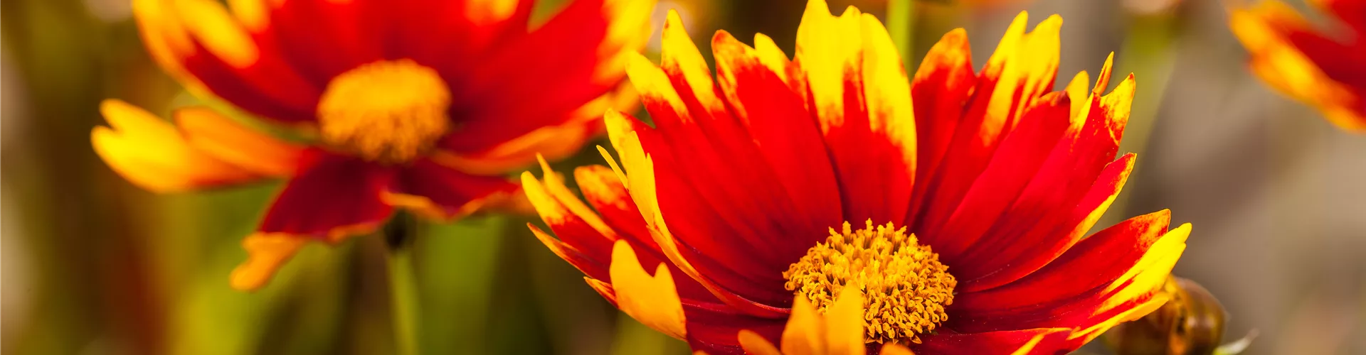 Gaillardia aristata