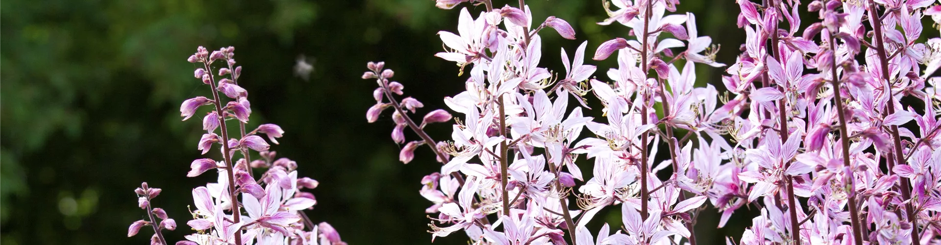 Gaura lindheimeri