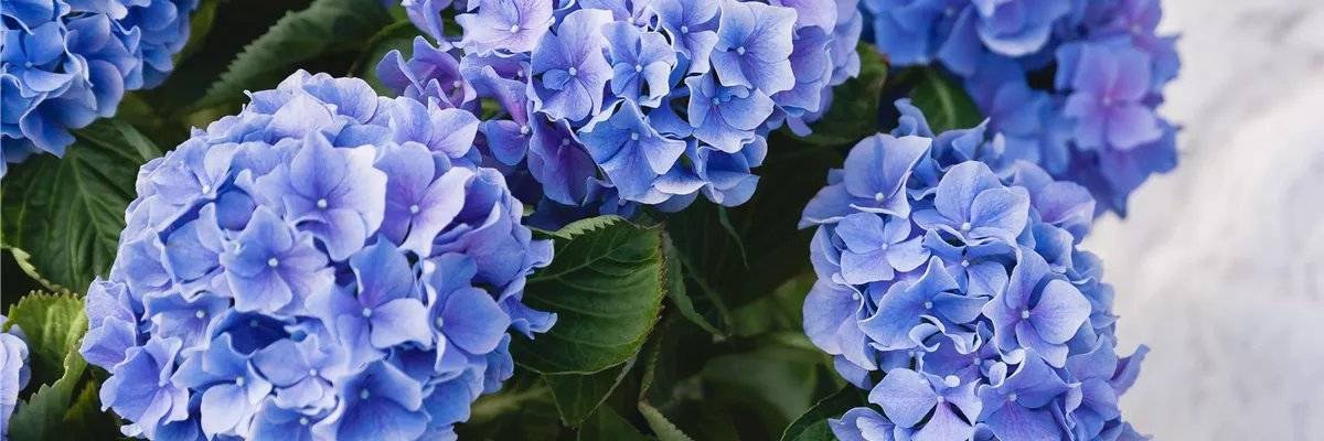 GS589433_Blaue Hortensie_-0-931-4263-2398 GS589433_Blaue Hortensie_-0-931-4263-2398