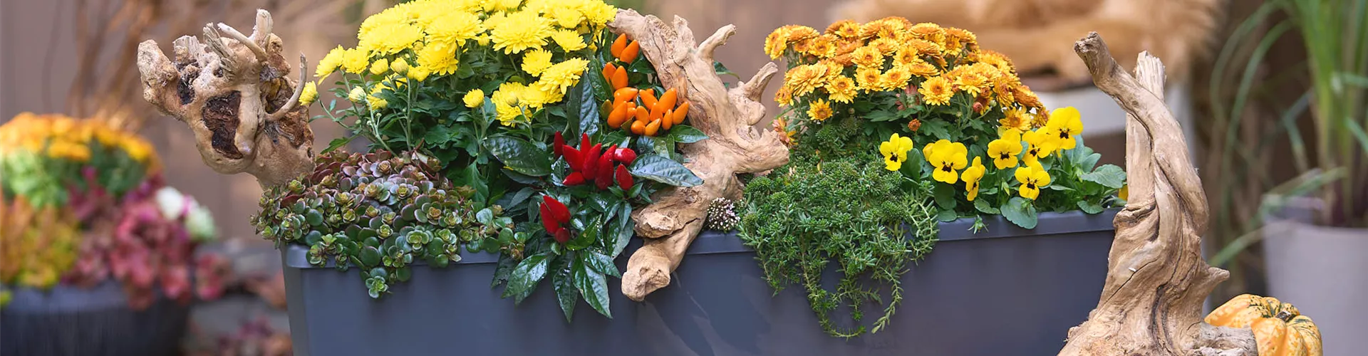 DER HERBST IM KASTEN!