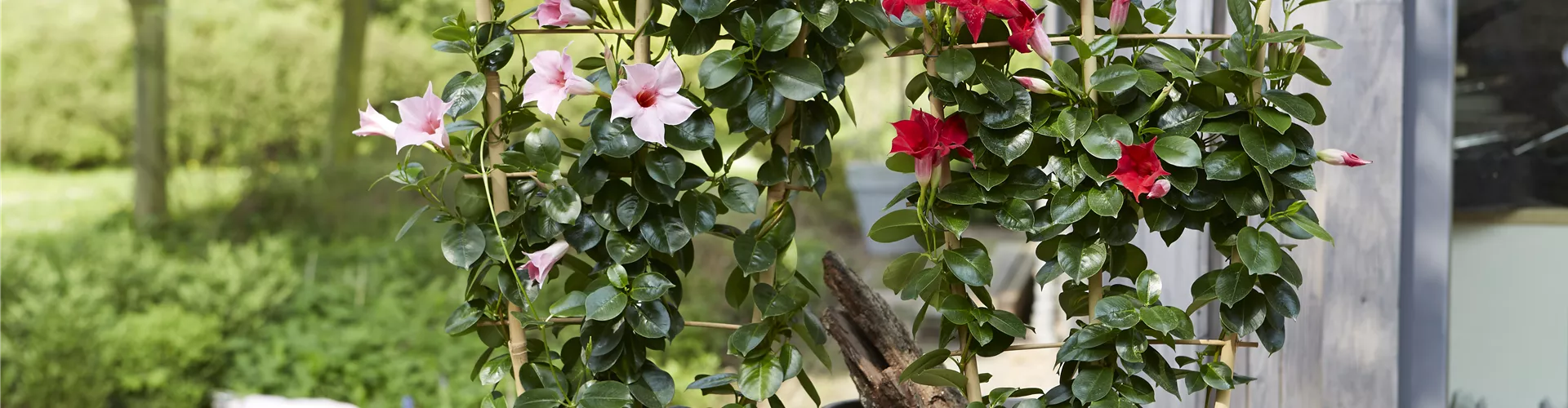 PFLANZE DES MONATS APRIL: DIPLADENIE