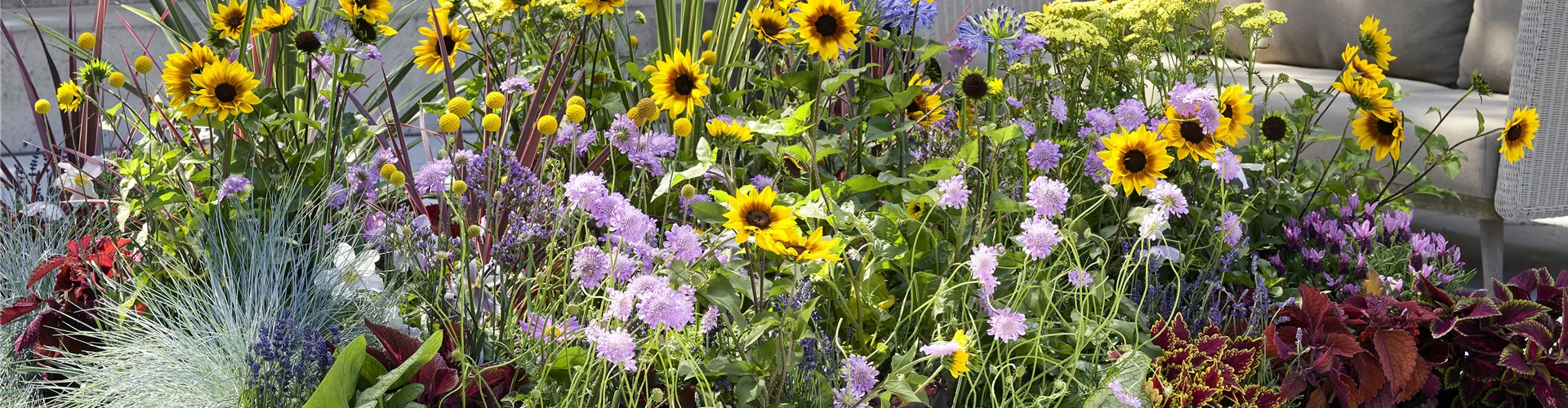 VOLLE BLüTE SOMMER! 