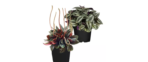 IM GLANZ DER ELEGANZ!