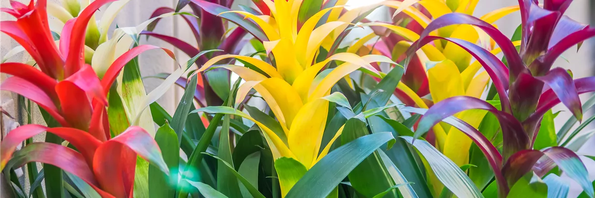 Pool_SAGAFLOR allgemein_Datei_shutterstock_1036689961_Art-Nr_