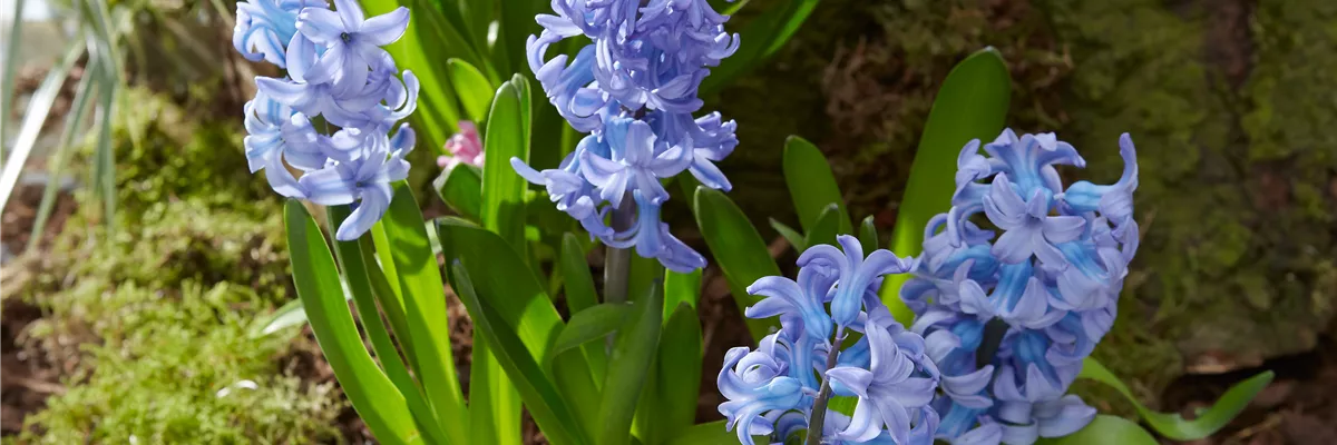 Pool_SAGAFLOR allgemein_Datei_2016-03-hyazinthen_Art-Nr_