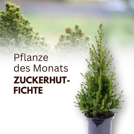 Pflanze des Monats!