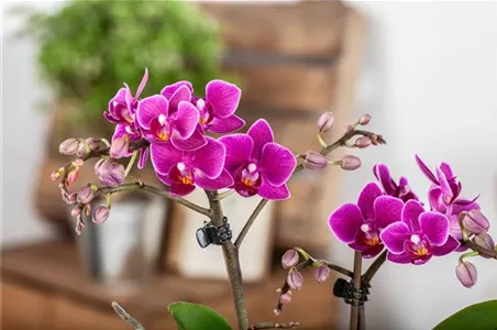 Pflanze des Monats Januar: Orchidee