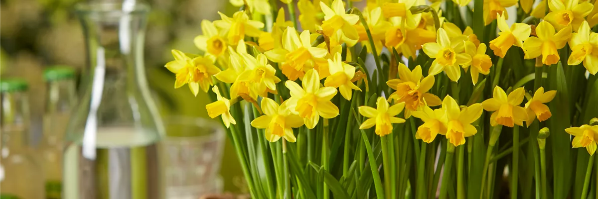 Pool_SAGAFLOR allgemein_Datei_2021-1-narzisse2_Art-Nr_