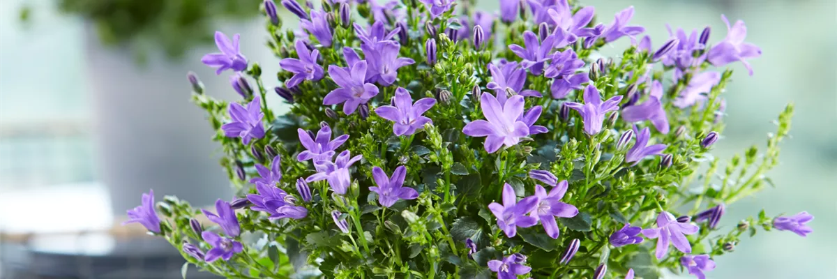 Pool_SAGAFLOR allgemein_Datei_2015-03-glockenblume_Art-Nr_