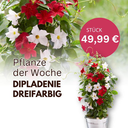 Pflanze der Woche!