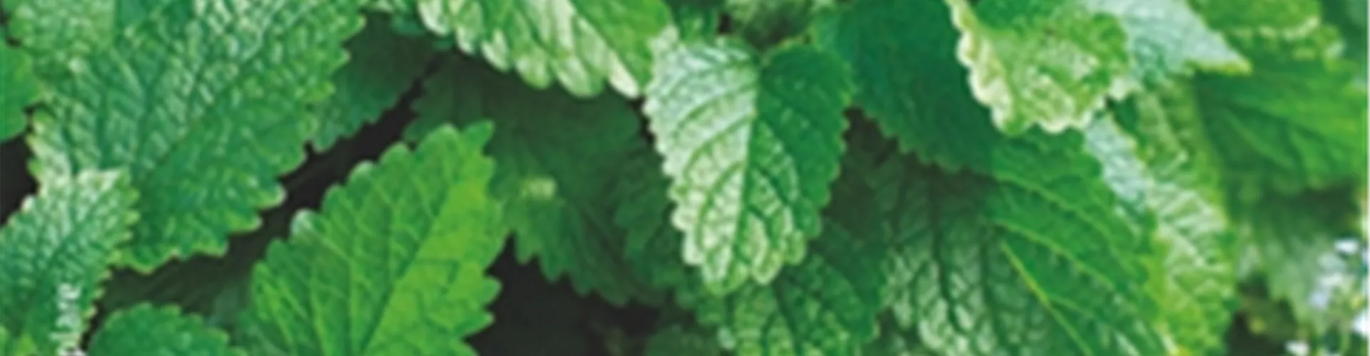 Zitronenmelisse