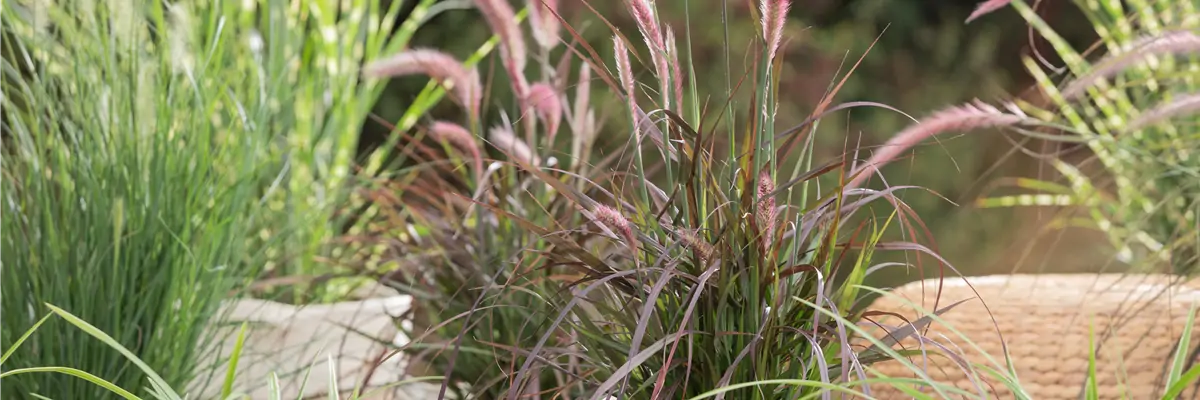 Pennisetum setaceum 'Rubrum'